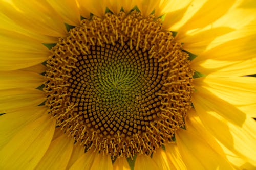 Closeup of a Blossoming Sunflower