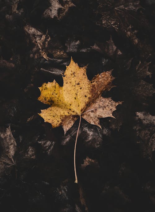 Yellow Maple Leaf on Floor