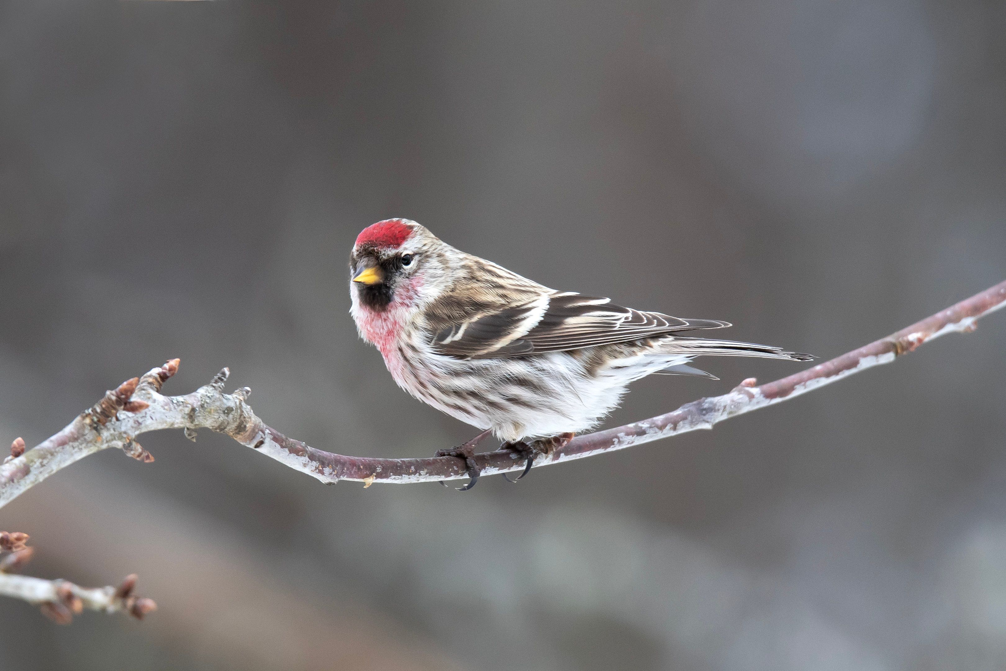 Small Bird Perching on Branch · Free Stock Photo