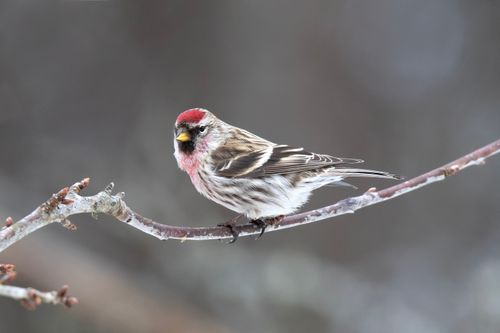 Free A vibrant Common Redpoll bird perched on a delicate branch during winter. Stock Photo
