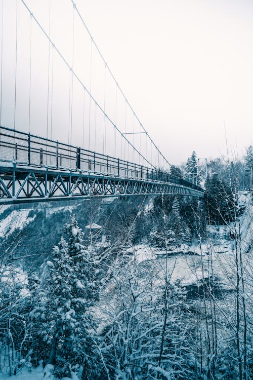 Fotobanka s bezplatnými fotkami na tému chladný, les, most
