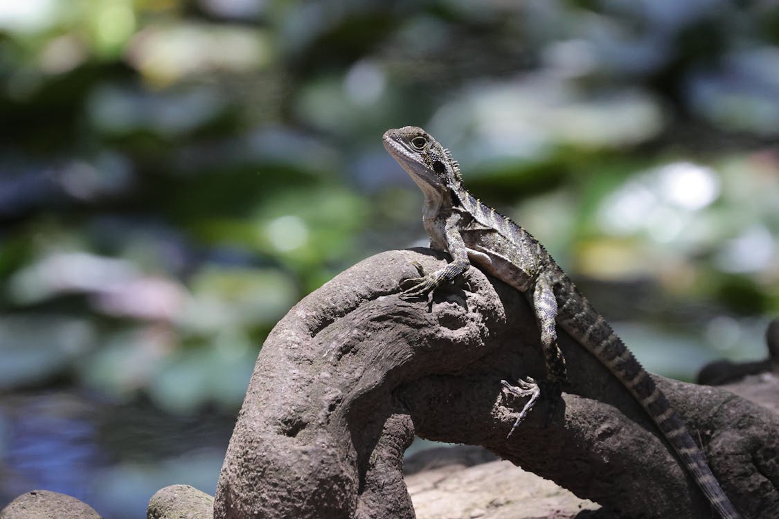 Lizard on Root · Free Stock Photo