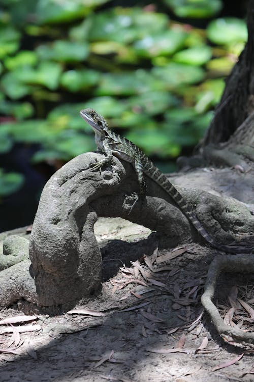 Lizard on Tree Root