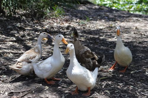 Free A group of ducks walking on the forest floor, captured in natural daylight. Stock Photo