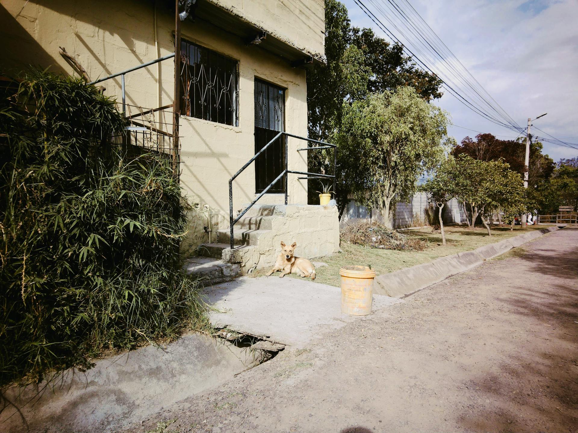 Dog Lying by the Stairs in Front of the House