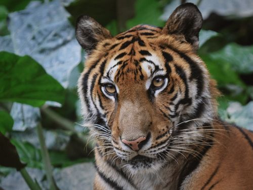 Free Stunning close-up of a Bengal tiger among lush foliage, showcasing its majestic presence. Stock Photo