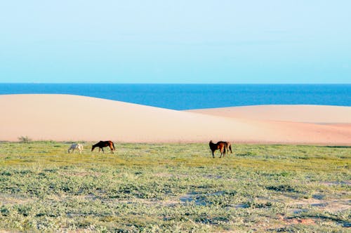 Horses in a Pasture Near the Seaside Sand Dunes