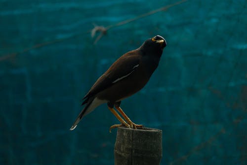Foto profissional grátis de ave, cepo de madeira, empoleirar