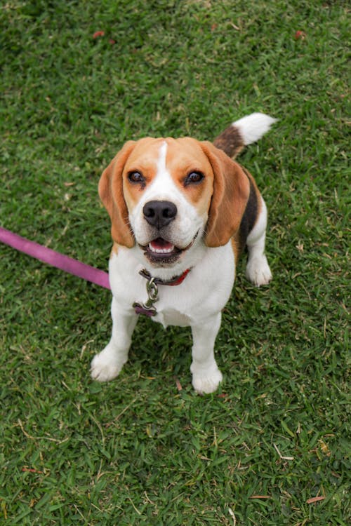 Foto profissional grátis de animais de estimação, beagle, cachorro