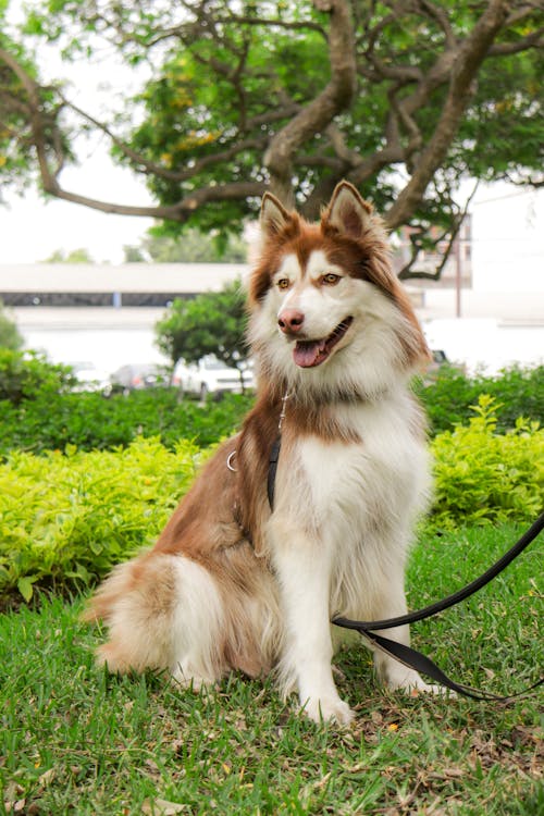 Brown Husky Sitting on Grass