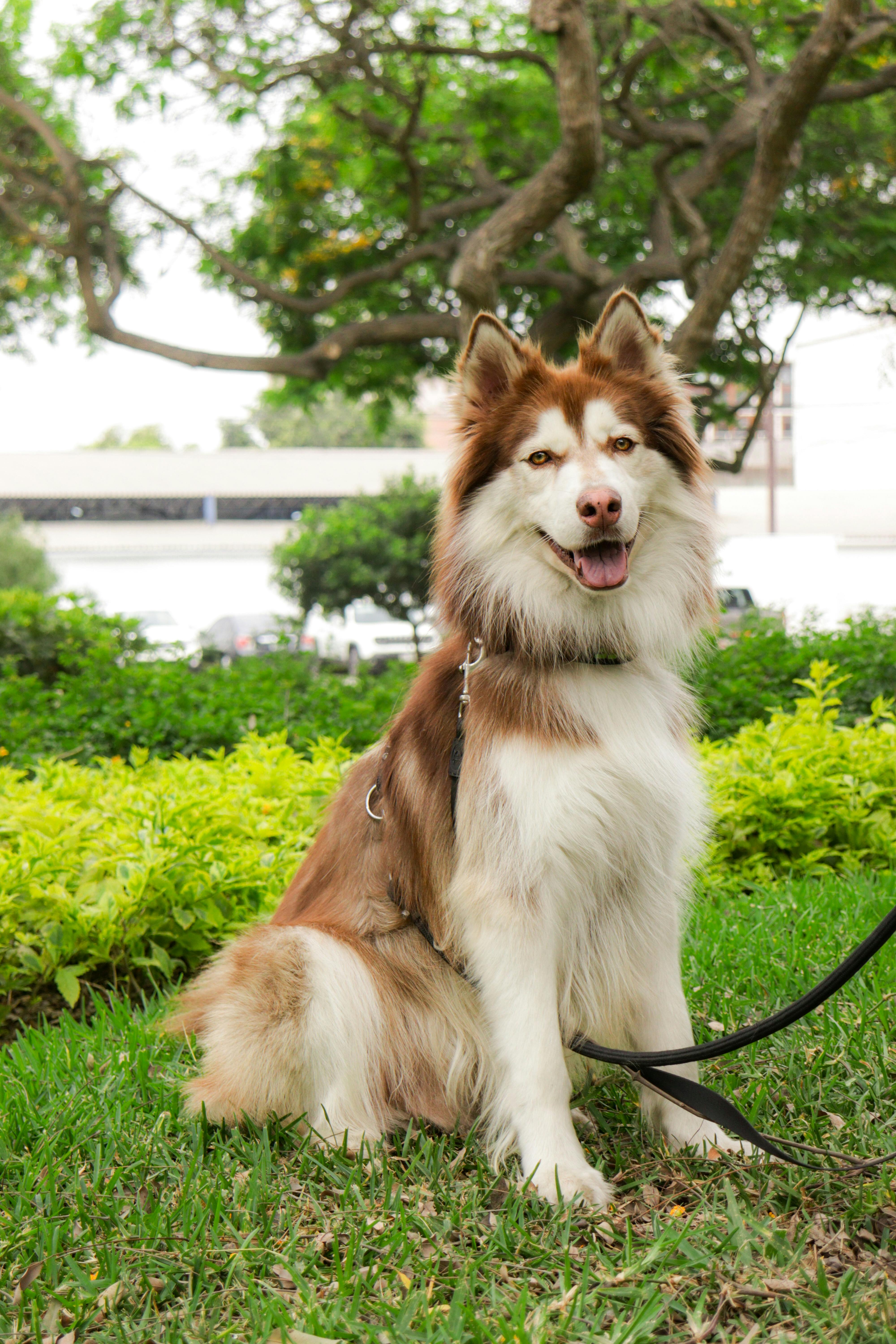 Brown Siberian Husky is Sitting Free Stock Photo