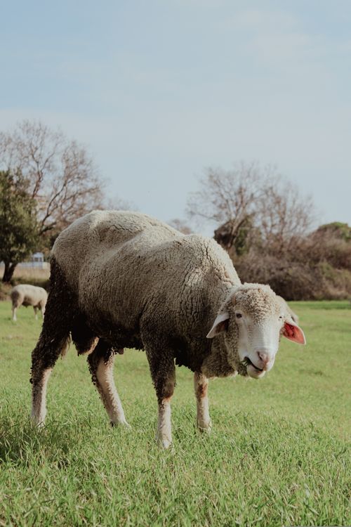 Free A sheep grazing in the lush green pastures of Çanakkale, Türkiye. Stock Photo