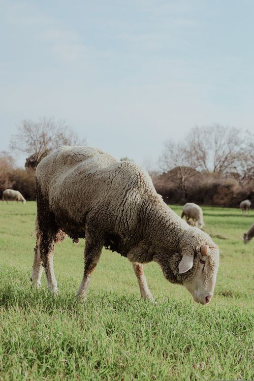 Free A peaceful scene of sheep grazing in a verdant pasture in Çanakkale, Turkey. Stock Photo