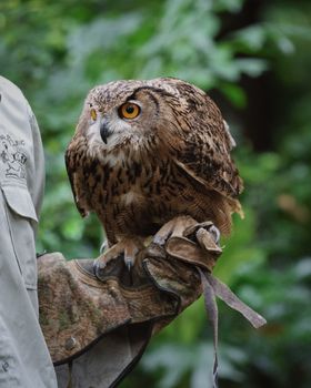 owl photo