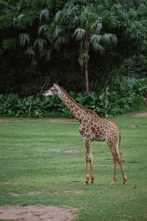 Free A young giraffe standing against lush greenery in a zoo environment. Stock Photo