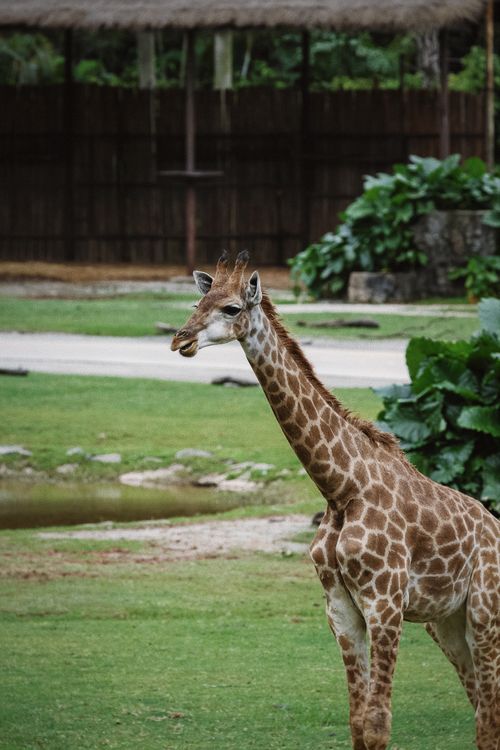 Free A giraffe stands gracefully in a zoo enclosure, surrounded by lush greenery. Stock Photo