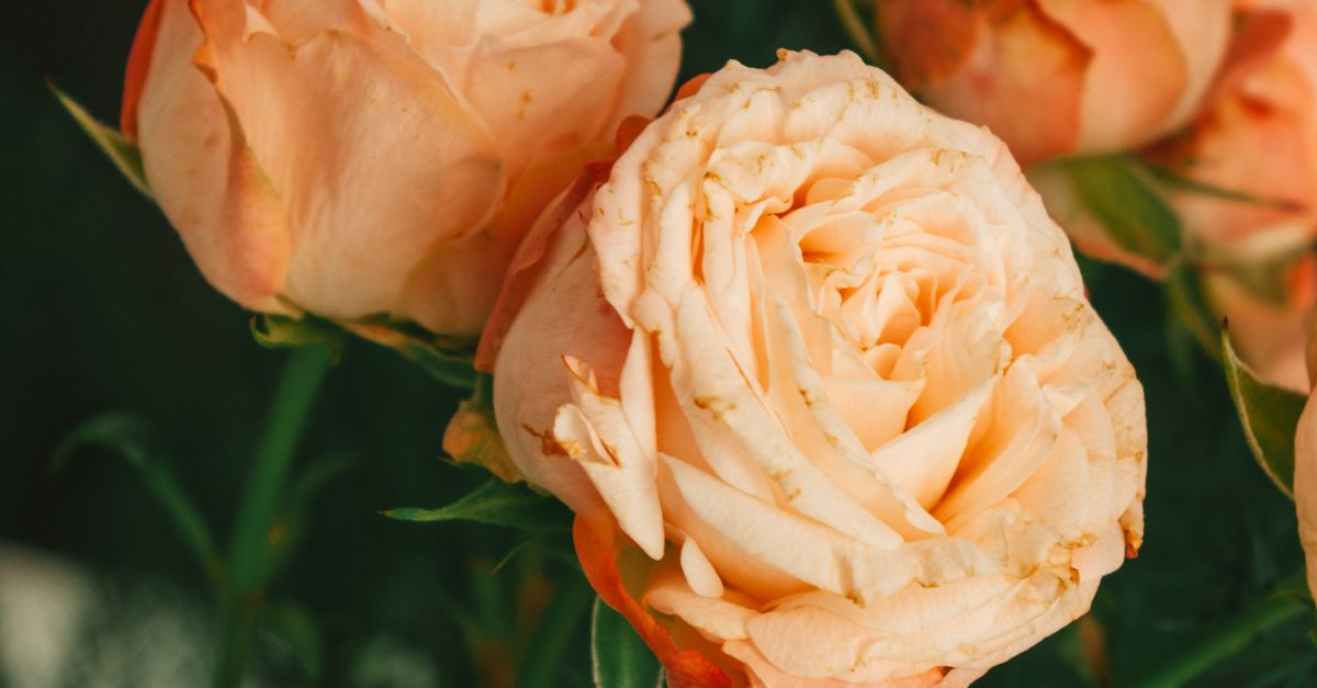 Fine Rose Close-up of Rose Flowers · Free Stock Photo