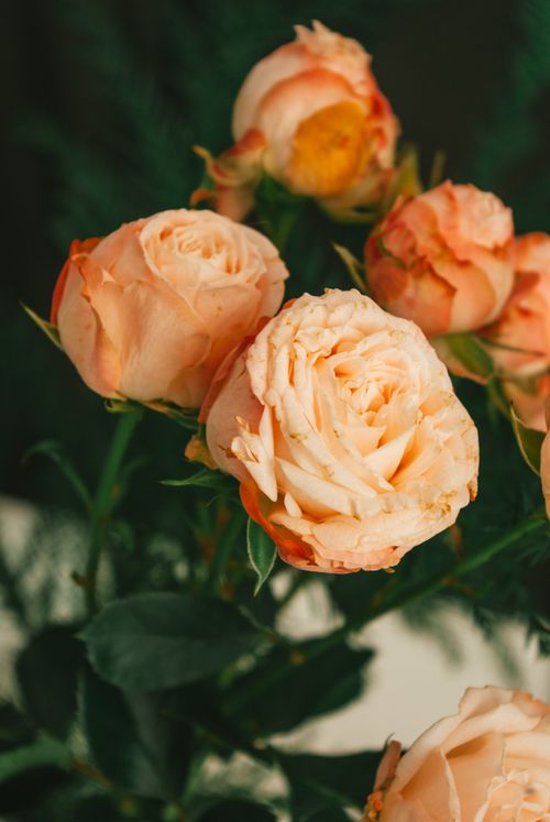 Free Delicate peach-colored roses in a close-up floral arrangement, showcasing nature's beauty. Stock Photo