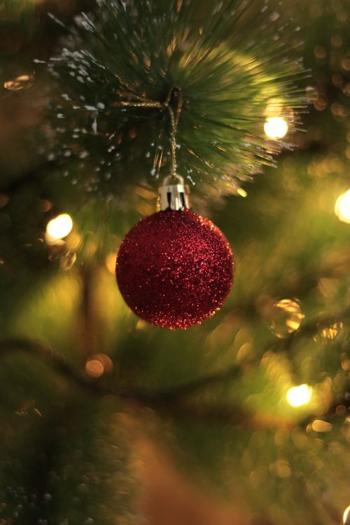 Free Festive red bauble hanging from a Christmas tree branch with glowing lights. Stock Photo