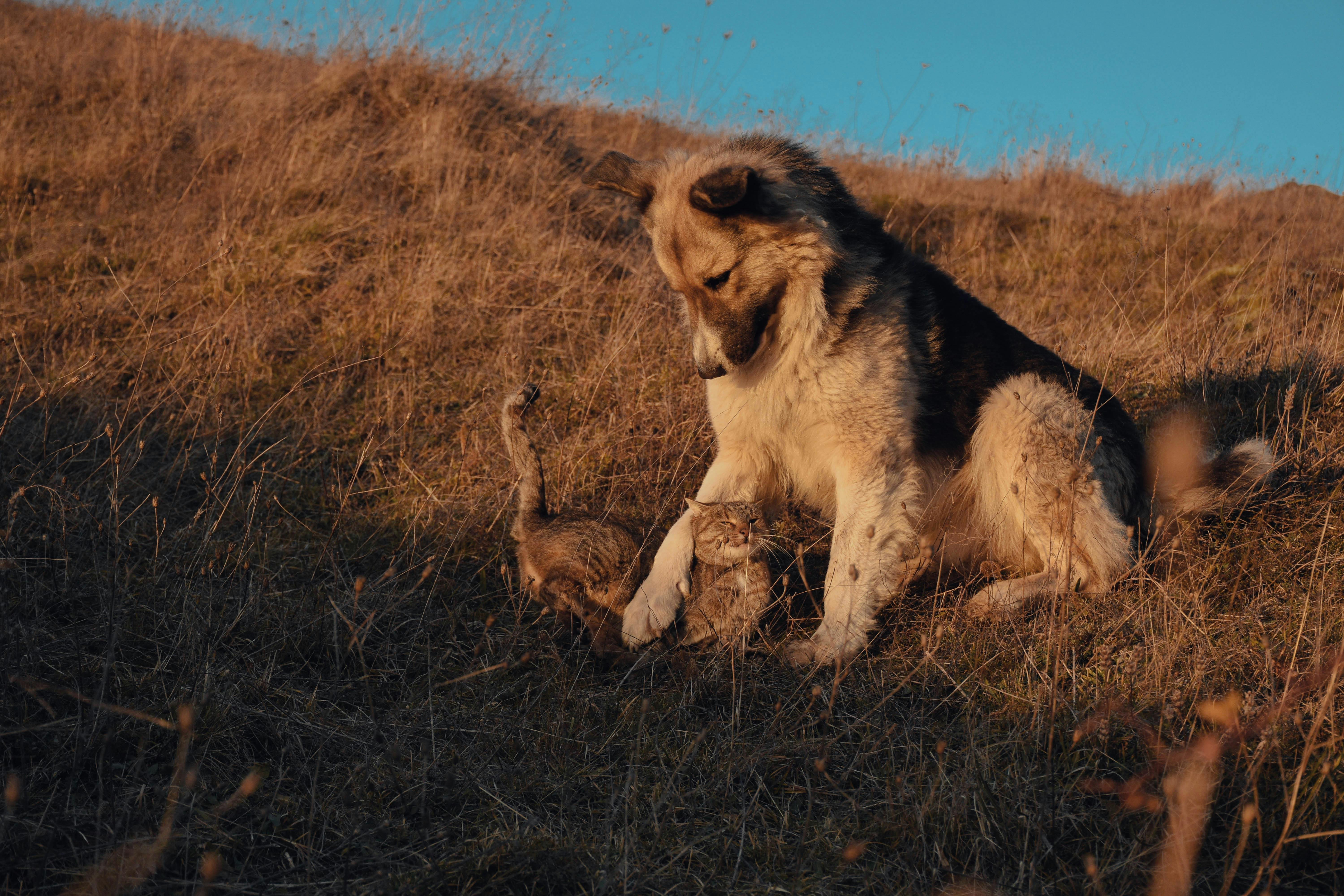 9 Best Pet Insurance Companies of May 2026 — Photo by Ioan-Dan Plesa on Pexels