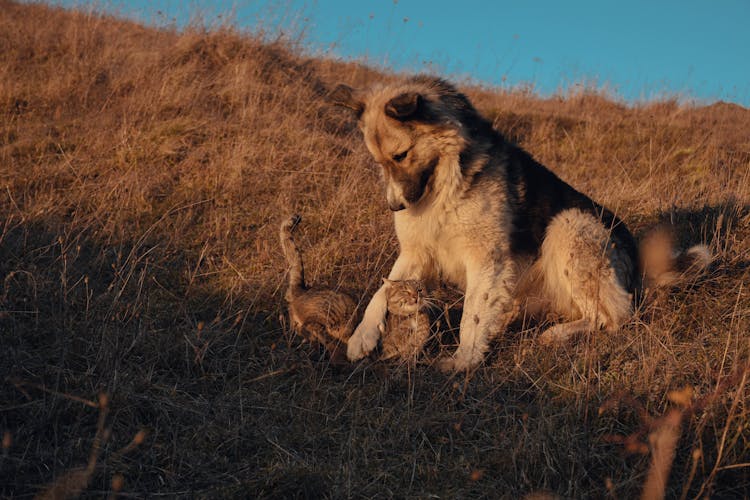 Cute Dog And Cat On Meadow