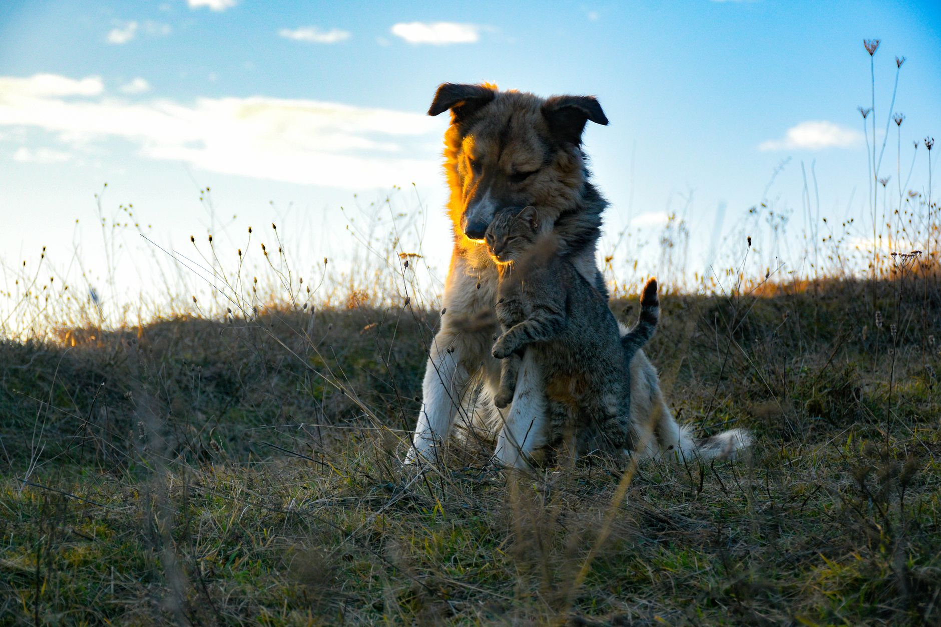A dog and cat share a warm hug in a grassy outdoor setting, symbolizing friendship.