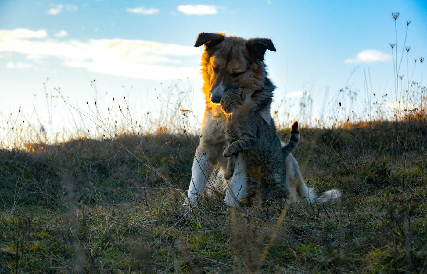 Chien et chat complices dans un jardin
