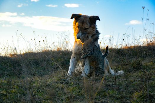A dog and a cat are sitting on top of a hill