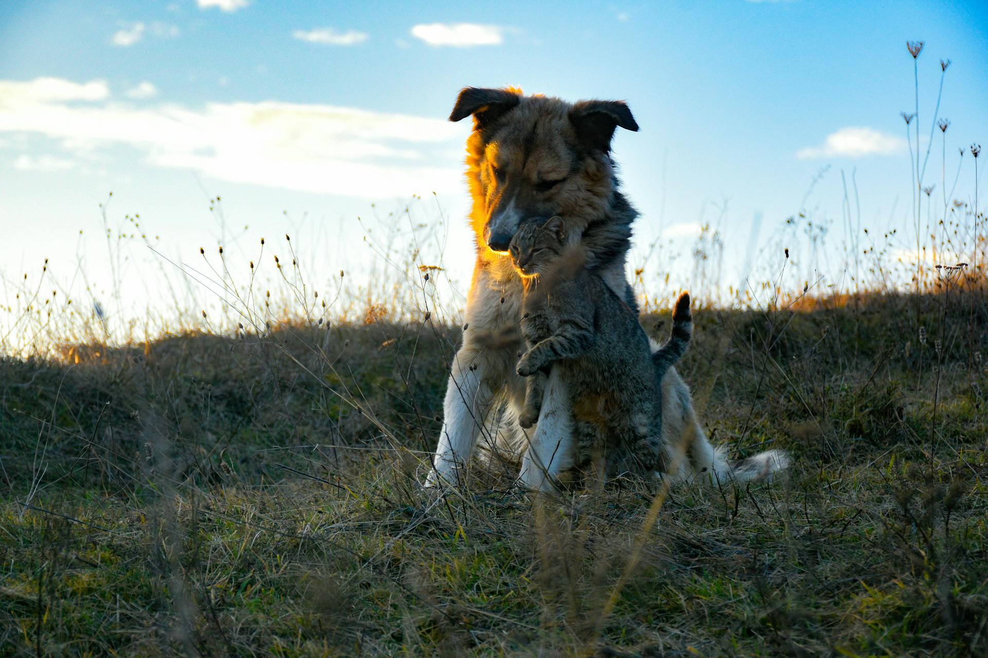 Cat Rubbing against a Dog