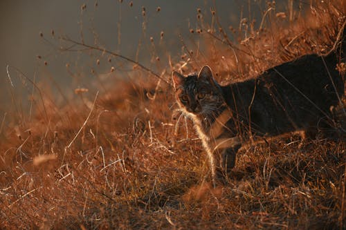 Gratis stockfoto met dierenfotografie, herfst, kat