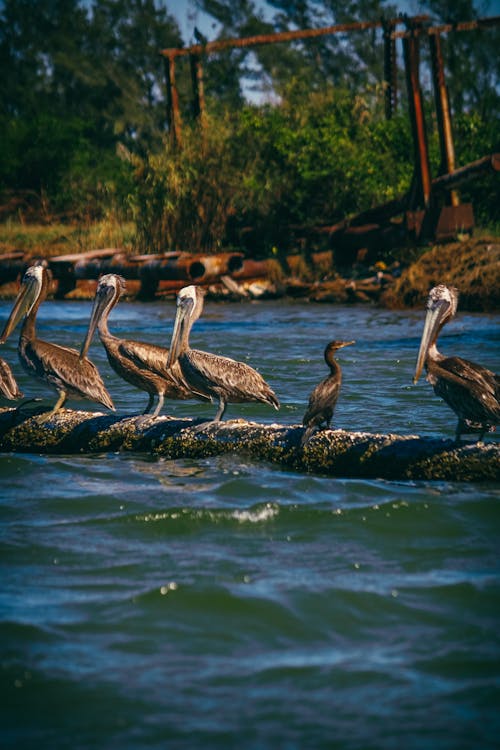 Pelicans on a log in the water