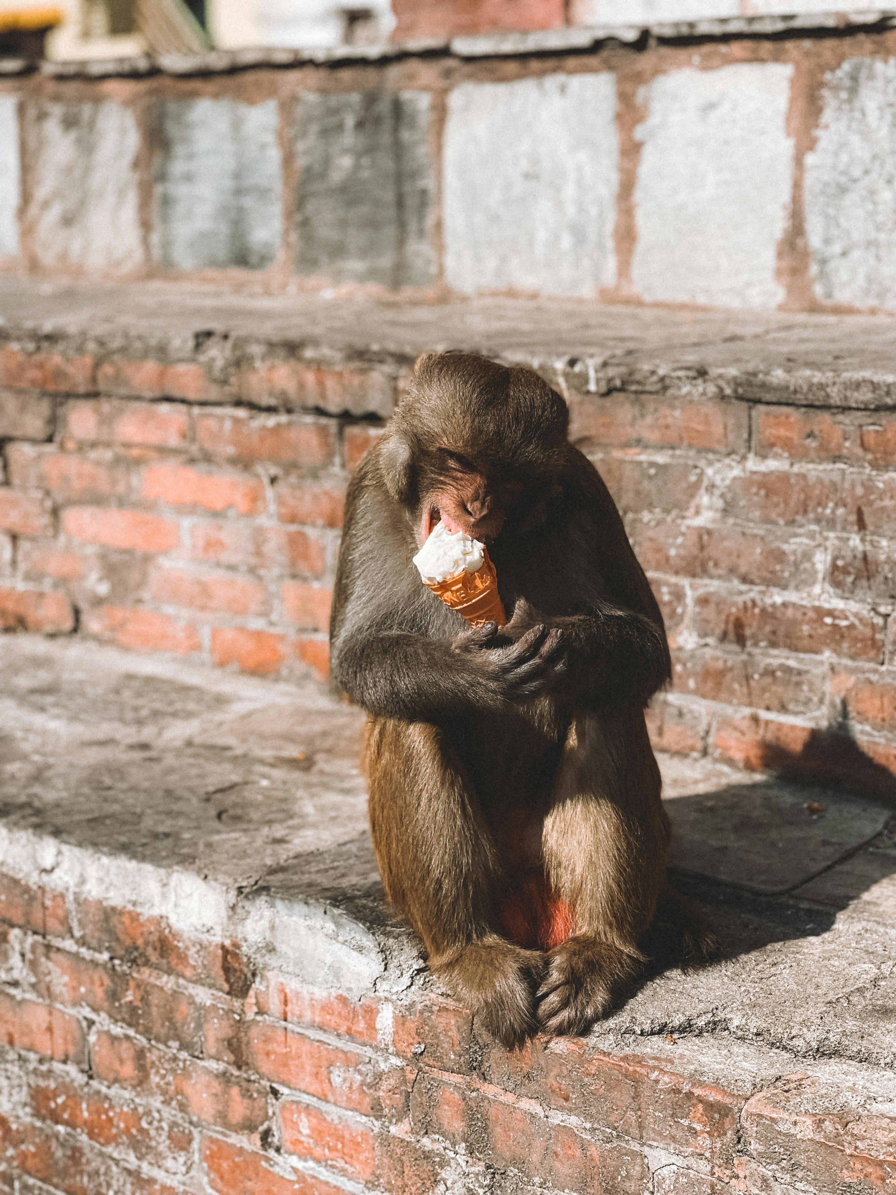 A monkey enjoys ice cream on a brick wall in Kathmandu, Nepal, capturing a unique blend of wildlife and urban life.