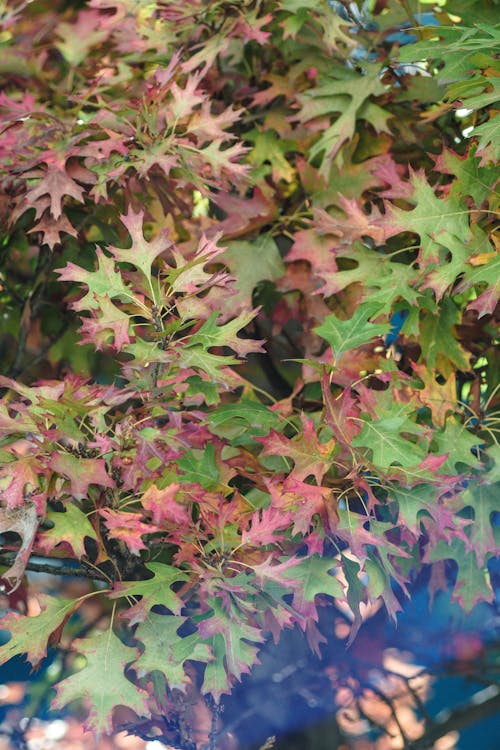 무료 나뭇잎, 다채로운, 셀렉티브 포커스의 무료 스톡 사진