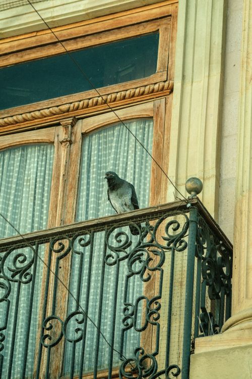 Free A pigeon rests on an ornate balcony railing with wooden window frames. Stock Photo