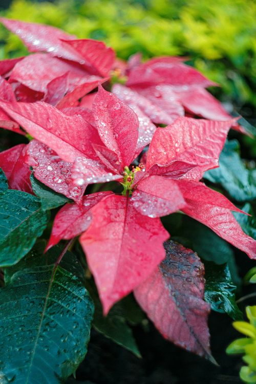 Free Close-up of a red poinsettia with fresh raindrops on leaves, vibrant green background. Stock Photo