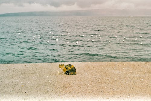 Бесплатное стоковое фото с живописный, кошка, море
