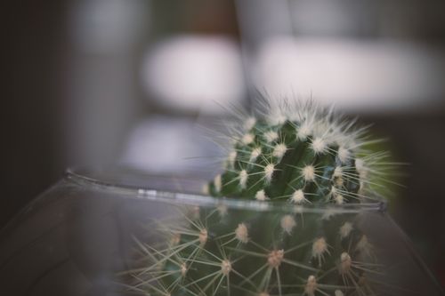 Free Close-up view of a cactus inside a glass terrarium with soft natural lighting. Stock Photo