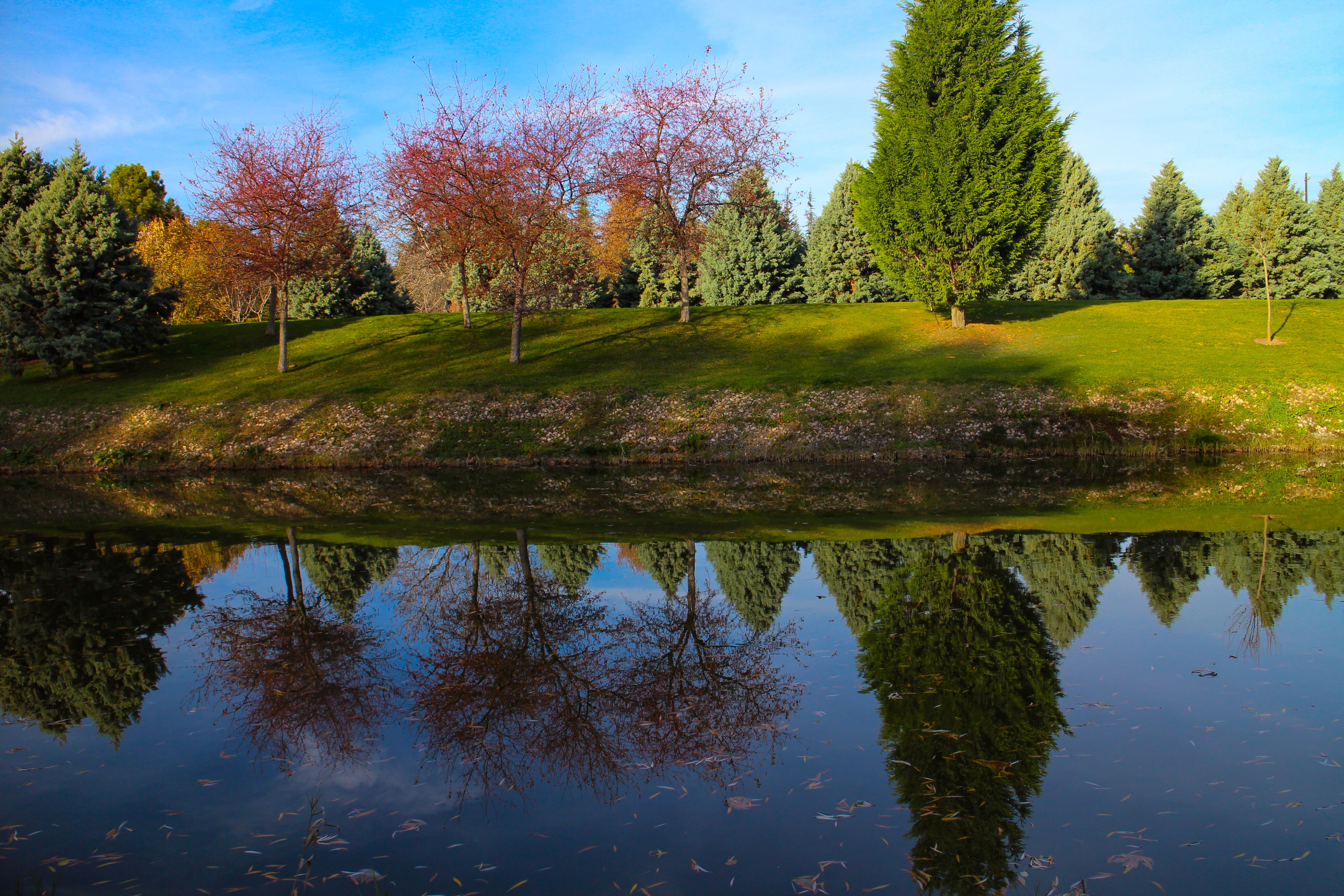 Trees Growing on Lake Shore Reflecting in Water · Free Stock Photo
