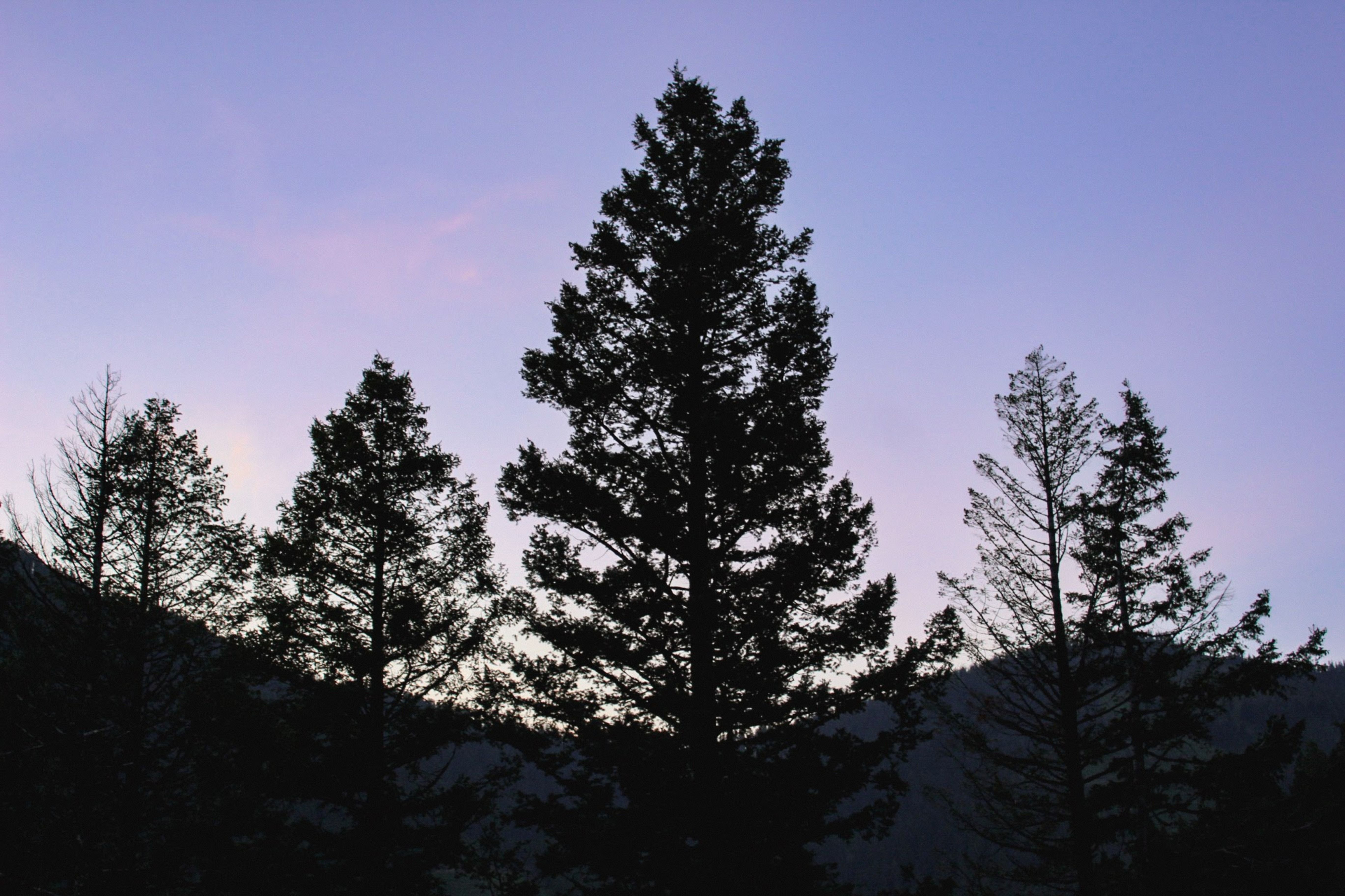 Silhouetted pine trees at dusk in Missoula, Montana, capturing natural beauty and serenity.