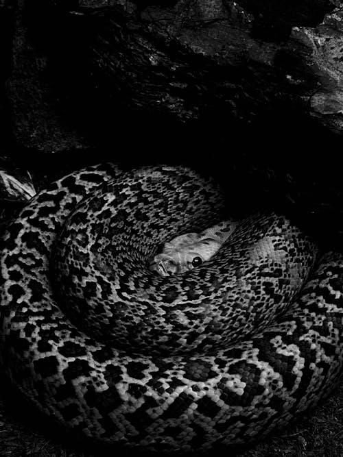 Бесплатное стоковое фото с python, вертикальный выстрел, змея