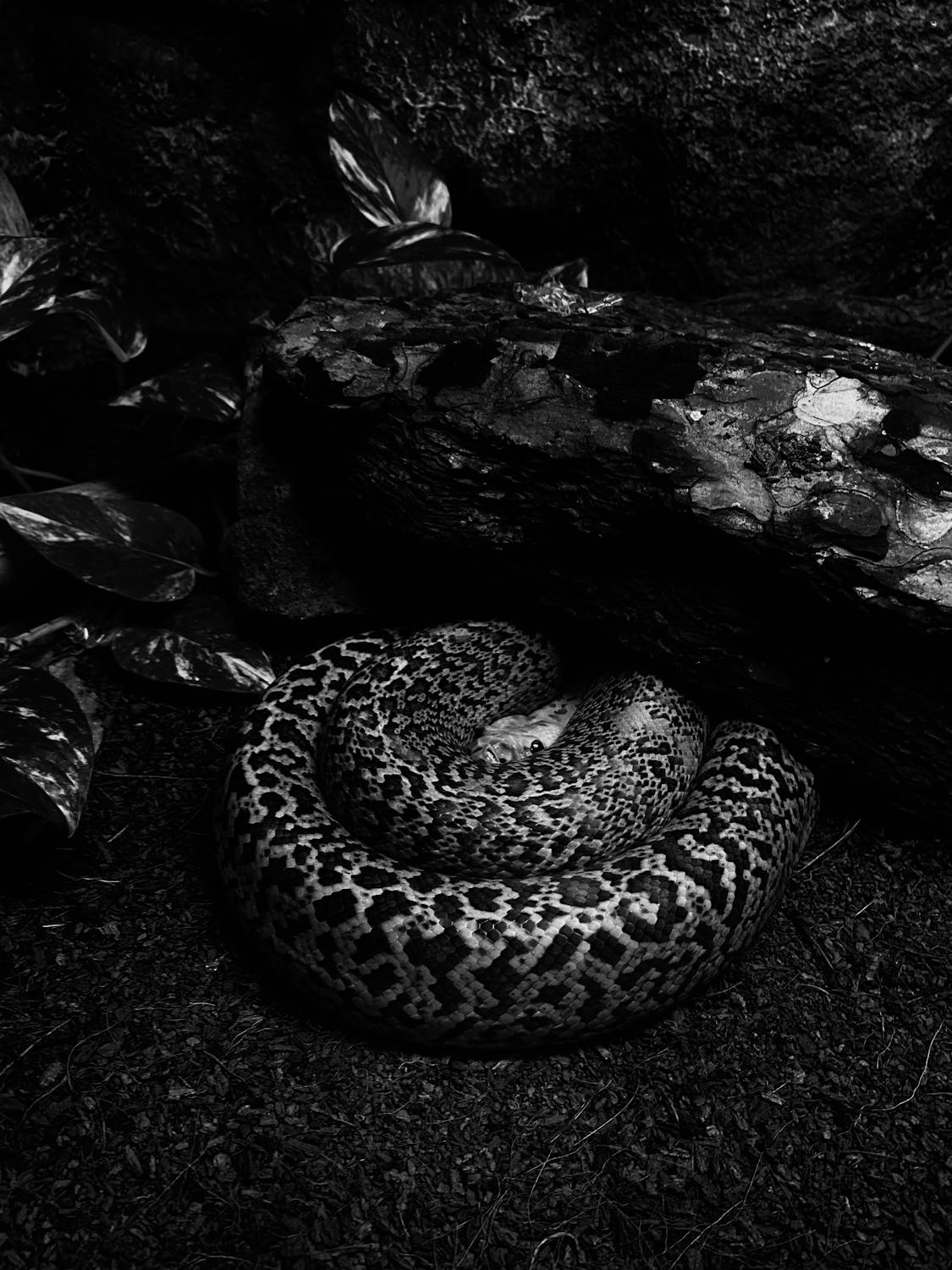 Snake Curled Up Under a Rock · Free Stock Photo