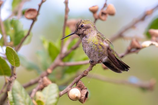 Humming Perching on a Branch 