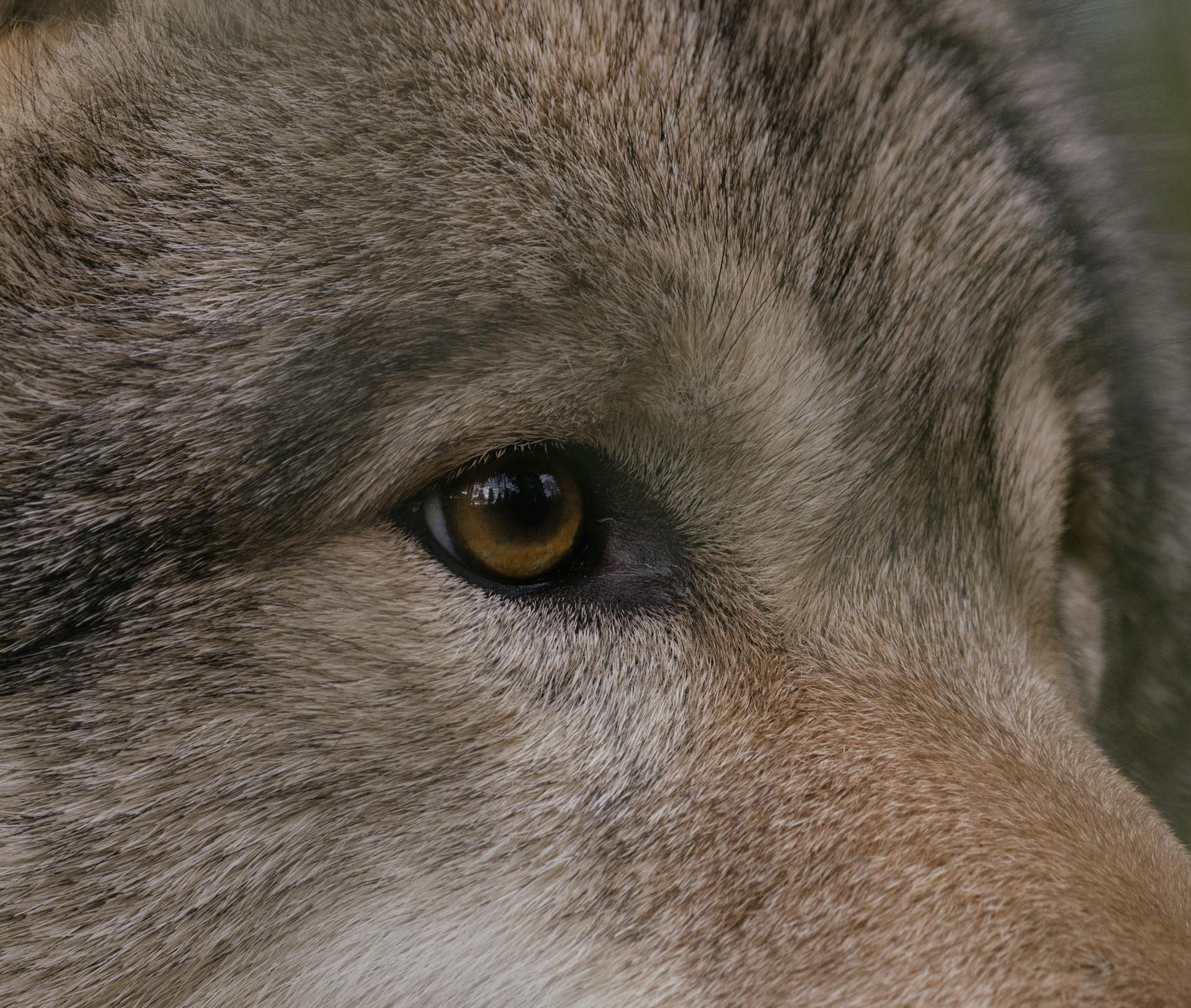 Close-up of the Wolfs Eye