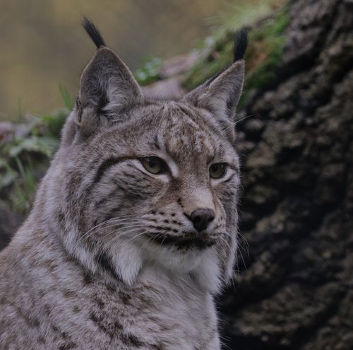 Free Intimate portrait of a lynx among trees in a natural woodland setting. Stock Photo
