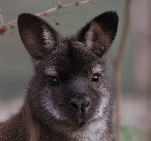 Gratis stockfoto met beest, dieren in het wild, harig