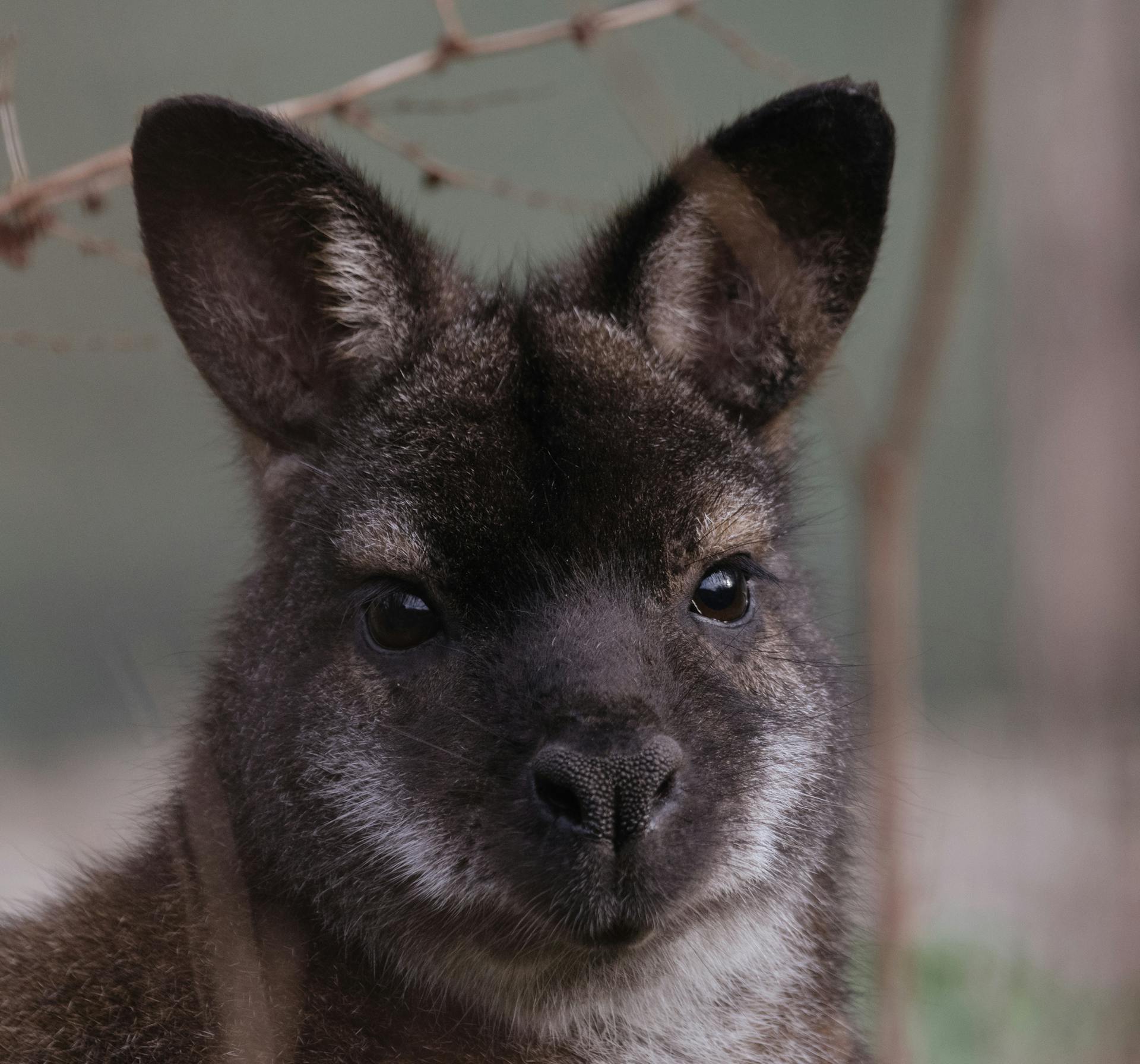 Portrait of Furry Kangaroo