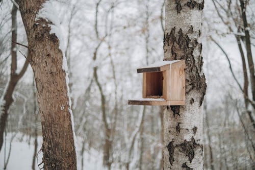 Birdhouse on Birch Tree in Winter