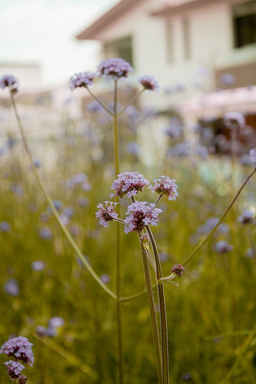 Gratis lagerfoto af bane, blomst, blomster