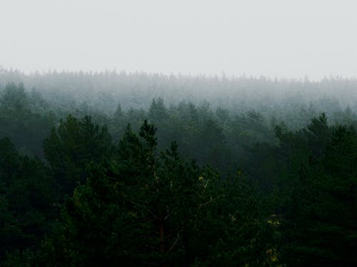 Fog Obscuring View of Trees in Forest
