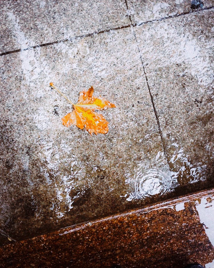 Autumn Leaf In Puddle On The Sidewalk